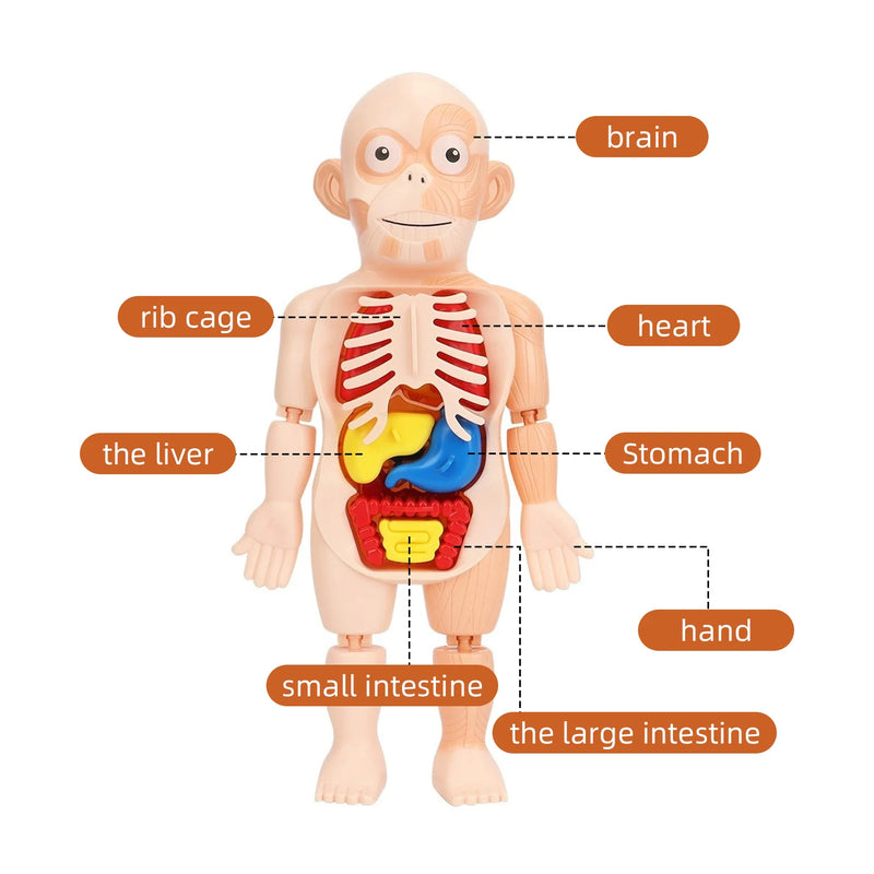 Brinquedo Educacional de Anatomia Humana